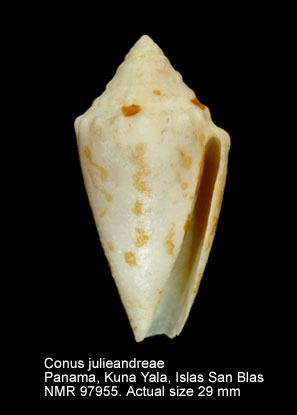 Conus julieandreae.jpg - Conus julieandreae Cargile,1995